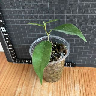 【観葉植物】ベンジャミン抜苗(その他)