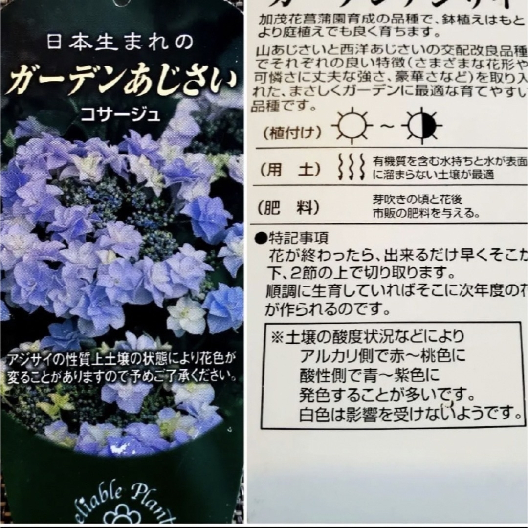 ????sold out????《アジサイ　コサージュ　挿し穂2本　紫陽花》⭐︎ラクマパック 6