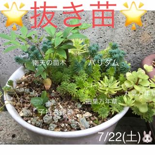 多肉植物❤︎寄せ植え❤︎南天の苗木入り♪(その他)