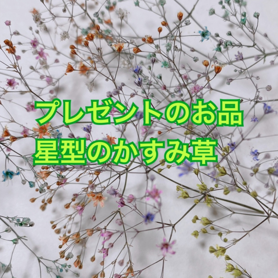 ドライフラワー 花材 かすみ草 ホワイト 100粒 ハンドメイドのフラワー/ガーデン(ドライフラワー)の商品写真