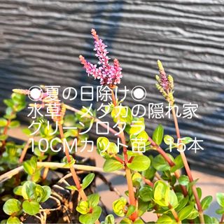 水草　メダカの隠れ家　グリーンロタラ　10CMカット苗　15本(その他)
