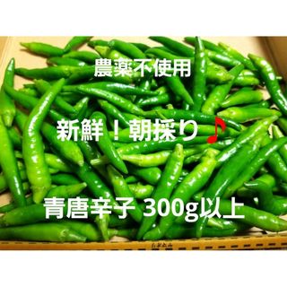 新鮮！　朝採り　青唐辛子　300g(野菜)