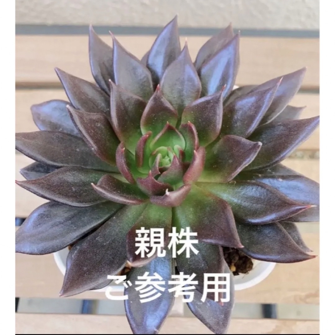 多肉植物　黒系　アフィニス/ブラックナイト/古紫　抜き苗 ハンドメイドのフラワー/ガーデン(その他)の商品写真