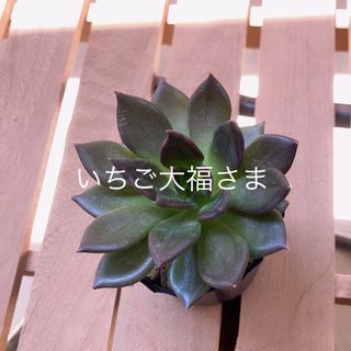 多肉植物　黒系　アフィニス/ブラックナイト/古紫　抜き苗(その他)