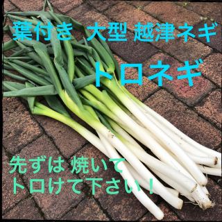 葉付き 越津ねぎ 2キロトロねぎ(野菜)