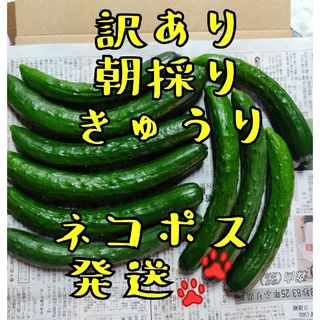訳あり胡瓜 宮崎県産 農家直送 朝採りきゅうり(野菜)