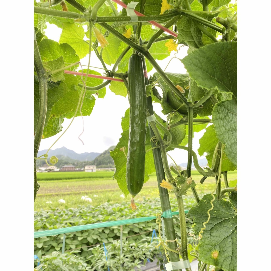 夏のお野菜たっーぷりお届け‼️採れたて新鮮‼️ 食品/飲料/酒の食品(野菜)の商品写真