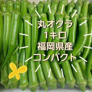 朝採れ　丸オクラ　1キロ　福岡県産(野菜)