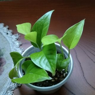 ポトス　人気のレモンライム　1カップ(その他)