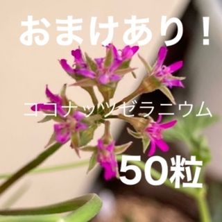 ココナッツゼラニウム　　50粒  選べるおまけあり‼️(その他)