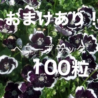 ネモフィラ　ペニーブラック　100粒 ❗️おまけ選べます❗️(その他)