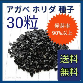 人気品種　アガベ　ホリダの種子　30粒(その他)