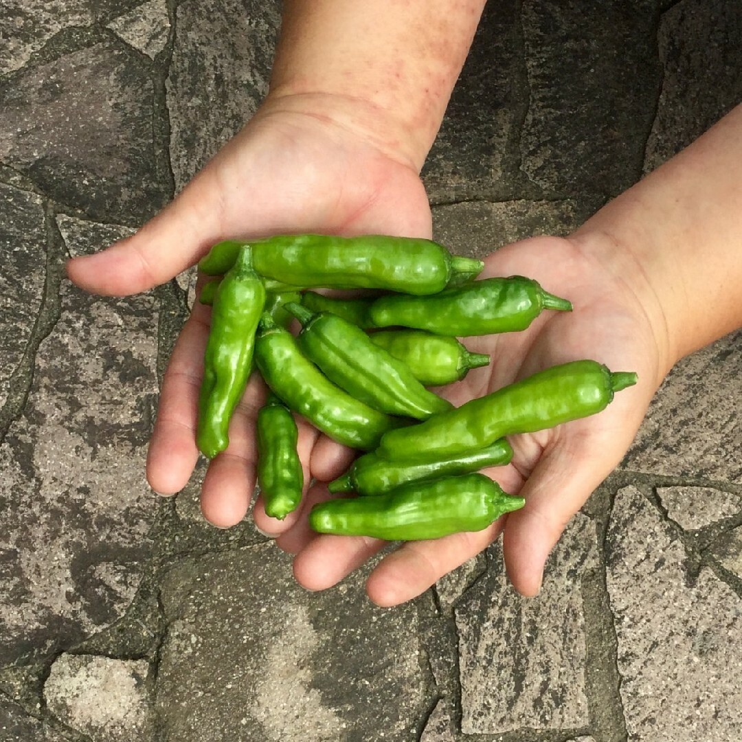 1 ラクマだけのお試し価格 岡山県産 農薬不使用 辛くないししとう 300g 採 食品/飲料/酒の食品(野菜)の商品写真