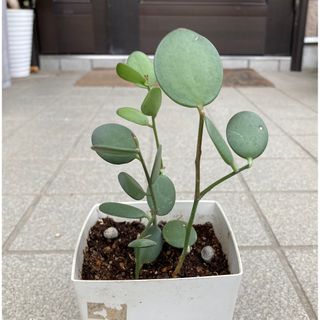 多肉植物　クセロシキオス属　グリーンドラム　緑の太鼓　抜き苗(その他)