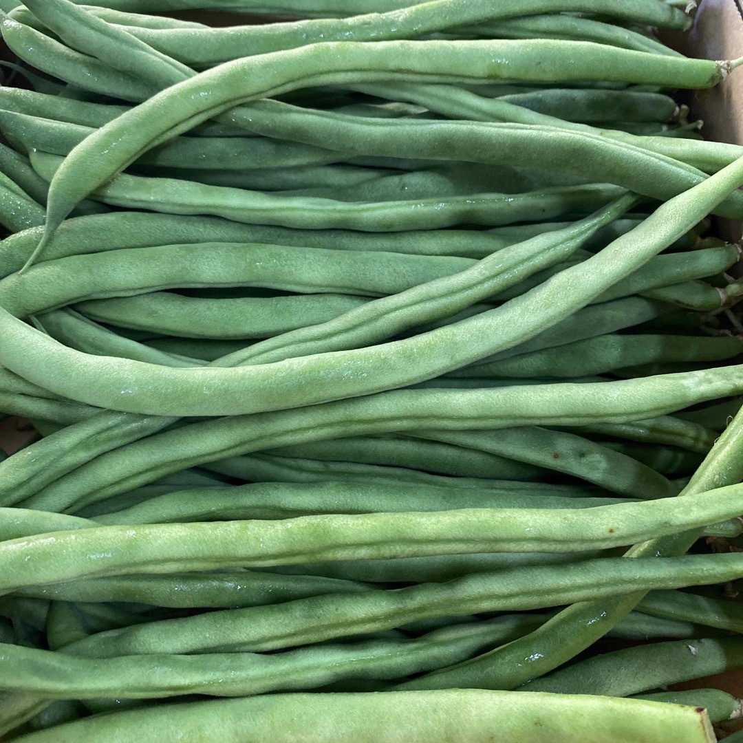 十六ささげ 長いインゲン 10Kg クール便 インゲン - 野菜