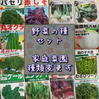 野菜の種 ミニトマト ビーツ オカヒジキ パクチー 白菜 家庭菜園(プランター)