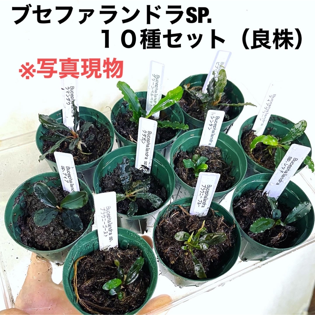 ◆ブセファランドラSP.10種セット（良株） #ブセさかな屋 水草　クダカン