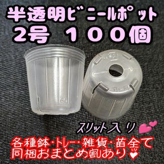 スリット入り半透明ビニールポット2号6cm100個プラ鉢ポリポット多肉プレステラ(プランター)