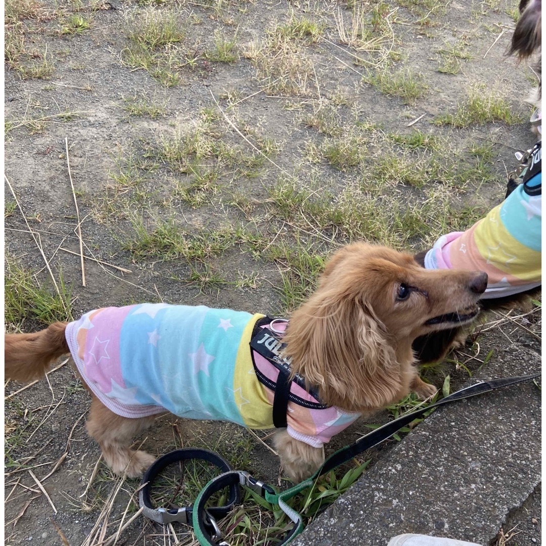 『レインボー🌈カラータンクトップ』　メルロコ　ダックス　犬服 ハンドメイドのペット(ペット服/アクセサリー)の商品写真