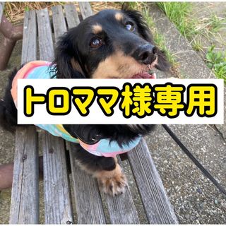 『レインボー🌈カラータンクトップ』　メルロコ　ダックス　犬服(ペット服/アクセサリー)