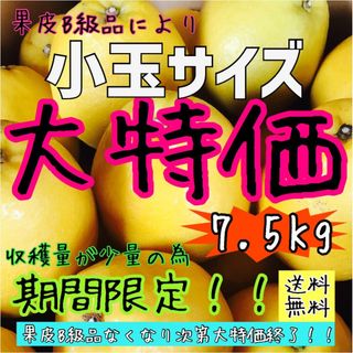 【えひめ産】《訳あり》かわちばんかん《河内晩柑》みかん蜜柑ミカン柑橘(フルーツ)