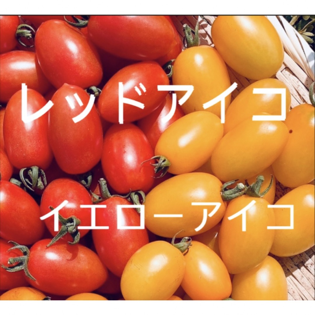 完熟フルーツミニトマト　アイコ2色ミックス　1キロ　無農薬 食品/飲料/酒の食品(野菜)の商品写真