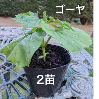 ゴーヤ苗　ニガウリ　苦瓜　野菜苗　2苗セット(プランター)