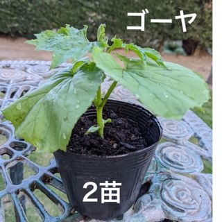 ゴーヤ苗　ニガウリ　苦瓜　野菜苗　2苗セット(プランター)