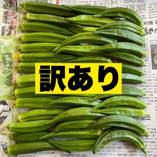 訳ありスジ【高知県産オクラ】B品　40本　新鮮おくら産地直送　野菜　Ta(野菜)