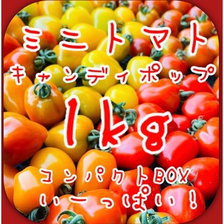 青森県産ミニトマト 1kg 美味しい野菜(野菜)