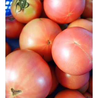 麗月トマト　４キロ(野菜)