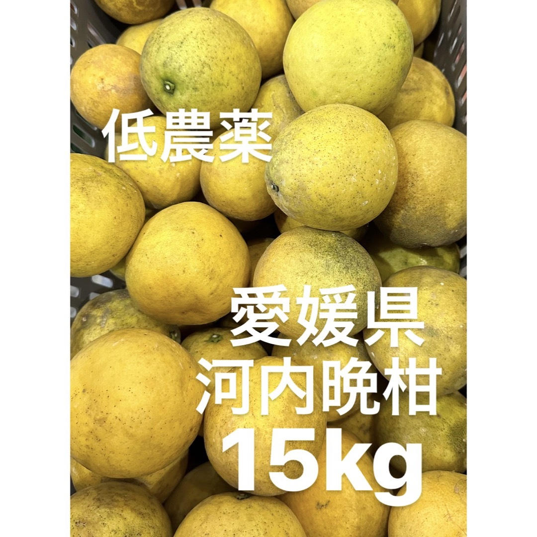 愛媛県産　低農薬　宇和ゴールド　河内晩柑　15kg 食品/飲料/酒の食品(フルーツ)の商品写真
