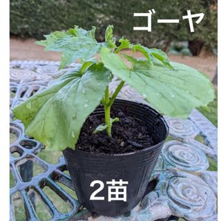 ゴーヤ苗　ニガウリ　苦瓜　野菜苗　2苗セット(プランター)