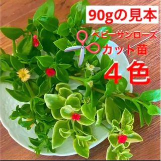 B1☆ベビーサンローズ✂カット苗 中身60g☆4色揃いセット☆(プランター)