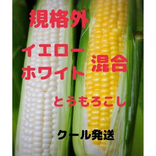 規格外 混合とうもろこし 食べ比べセット 15本(野菜)