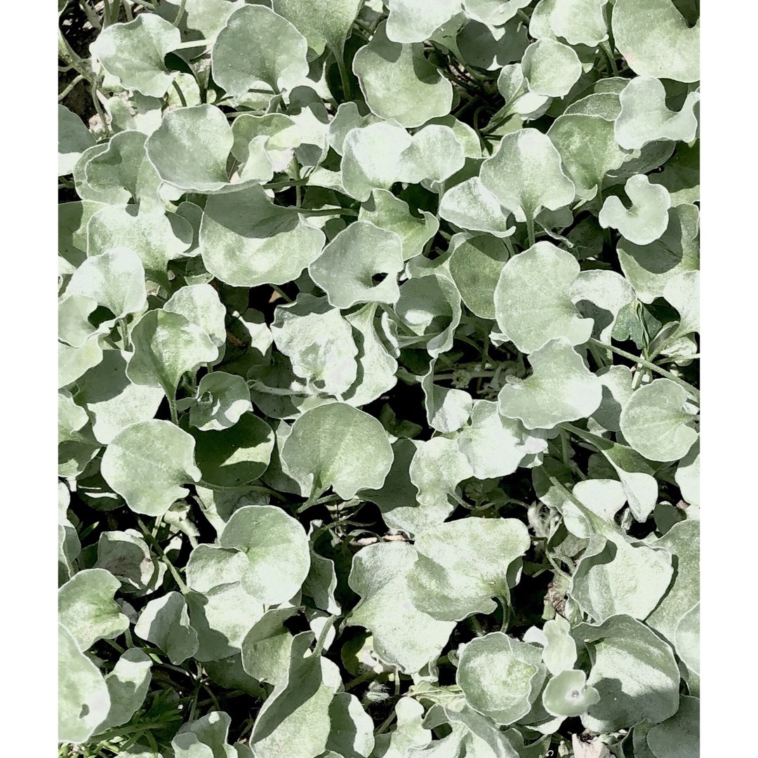 ディコンドラ(ダイコンドラ)シルバーリーフ,シルバーフォール10本　　 ハンドメイドのフラワー/ガーデン(ドライフラワー)の商品写真