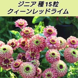 ジニア（百日草）クイーンレッドライム 花種15粒(プランター)