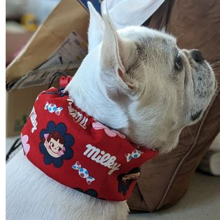 215】 犬用チョーカー トリミングリボン お名前チューリップMIX 100個