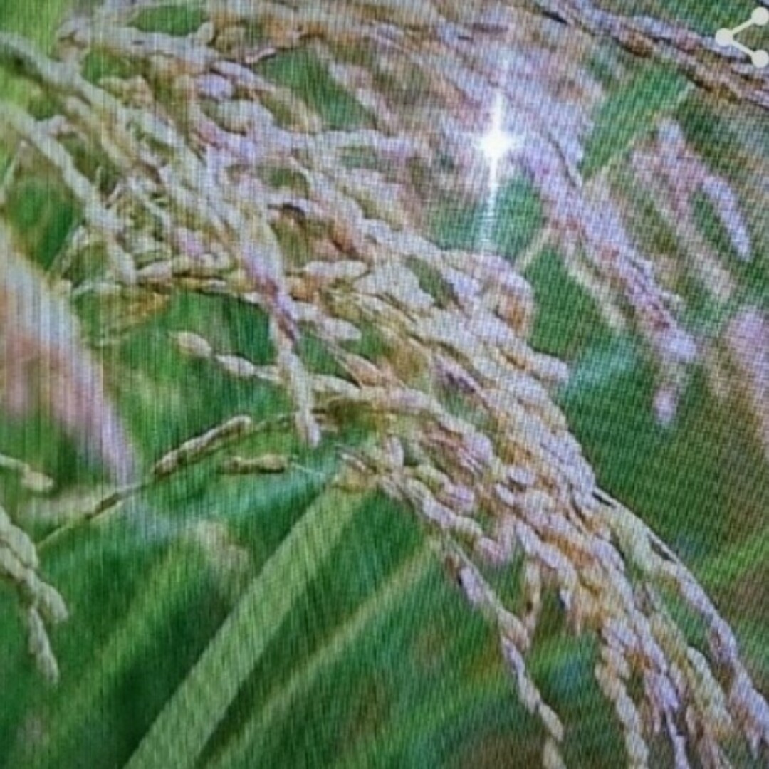 米/穀物茨城県産コシヒカリ米