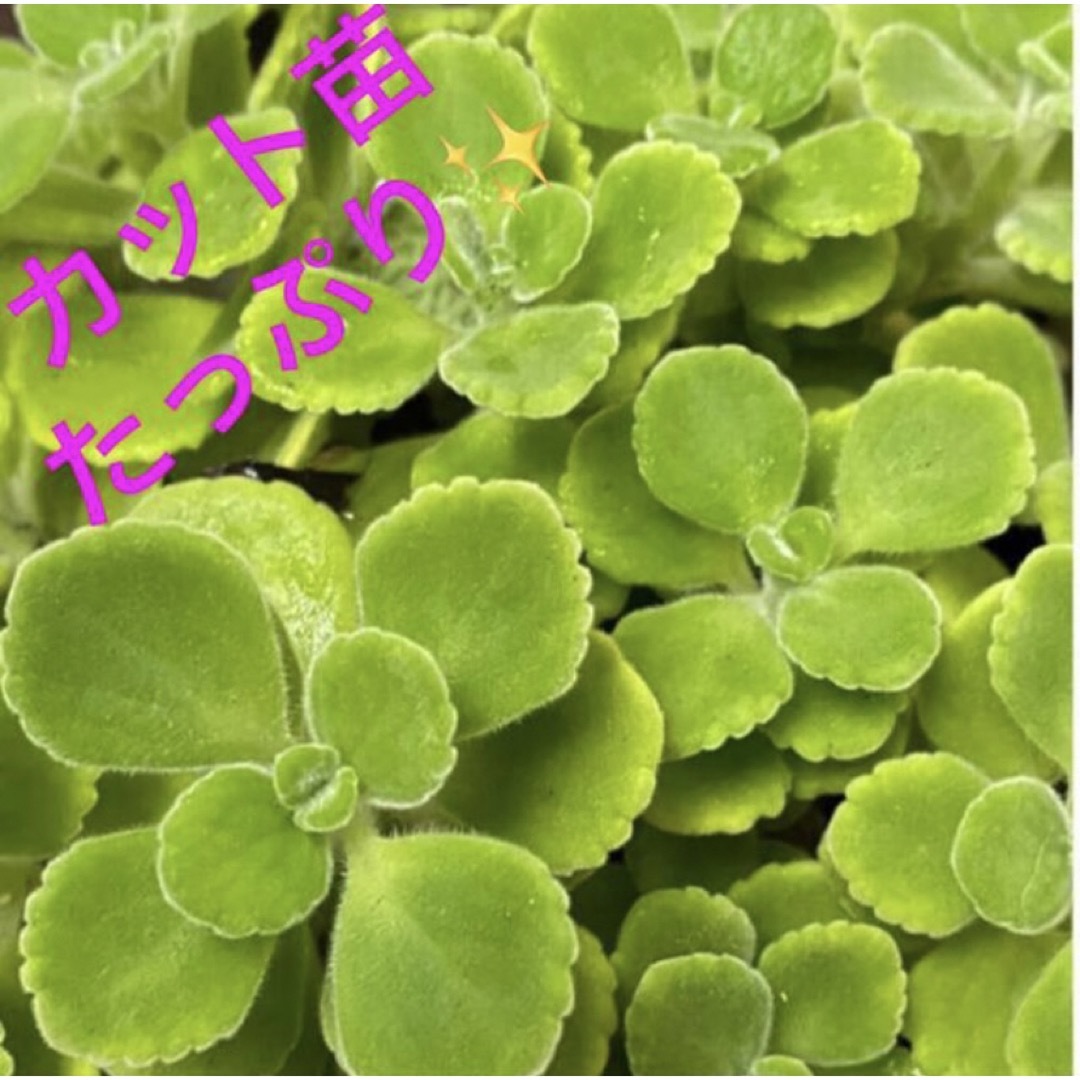 アロマティカス　カット苗  多肉植物　 虫除け　ハーブ　観葉植物 ハンドメイドのフラワー/ガーデン(その他)の商品写真