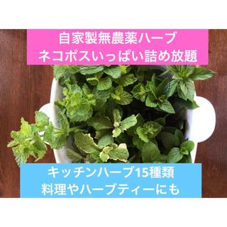 完全無農薬　選べるハーブ詰め放題　フレッシュハーブ　キッチンハーブ　ハーブティー(野菜)