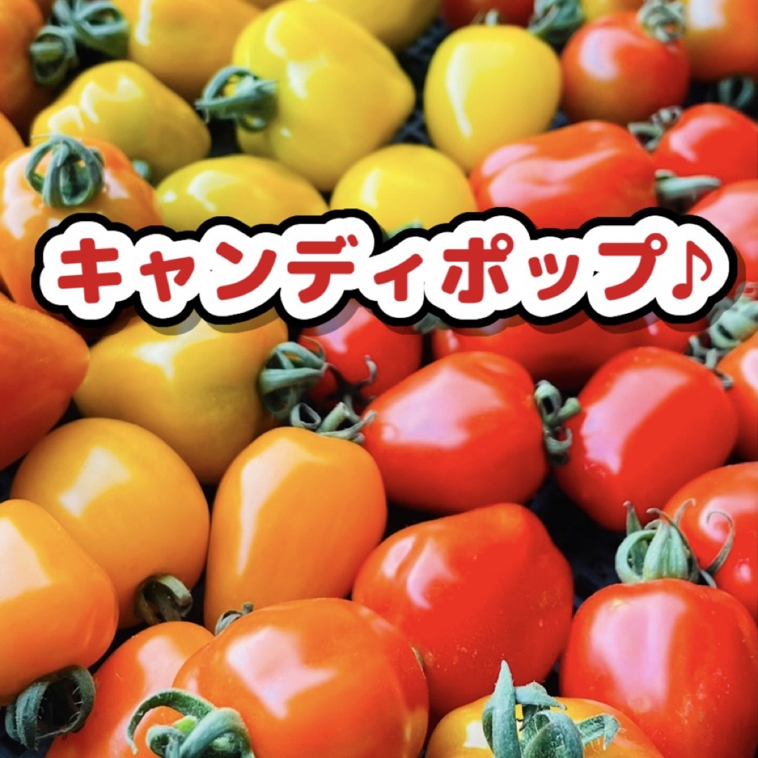 青森県産ミニトマト キャンディポップ1kg 美味しい野菜 食品/飲料/酒の食品(野菜)の商品写真