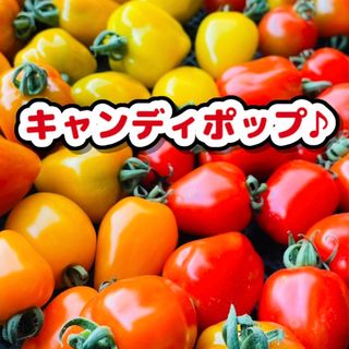 青森県産ミニトマト キャンディポップ1kg 美味しい野菜(野菜)