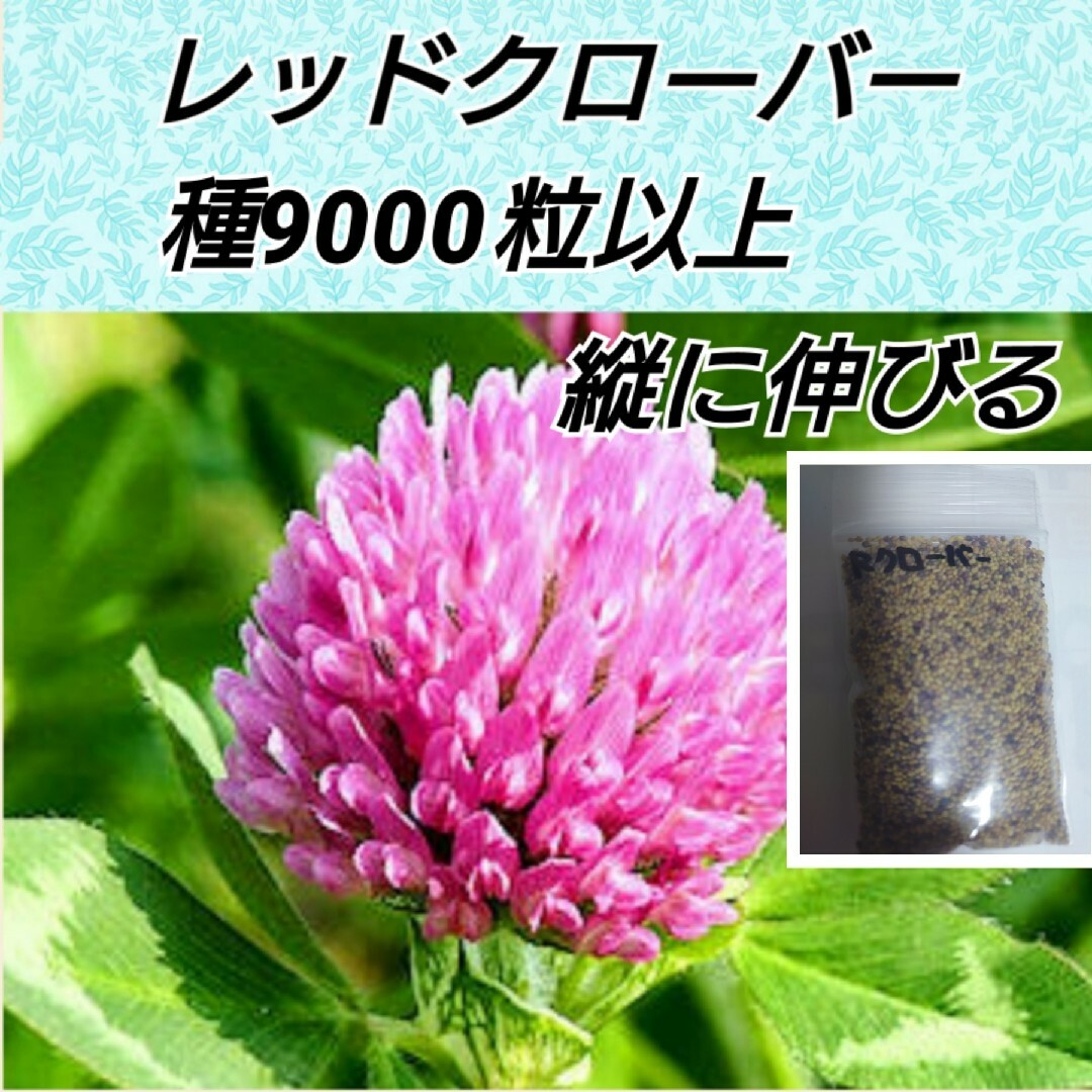 猫草 エンバク 種1000粒以上 レッドクローバー 花種 9000粒以上 ハンドメイドのフラワー/ガーデン(プランター)の商品写真