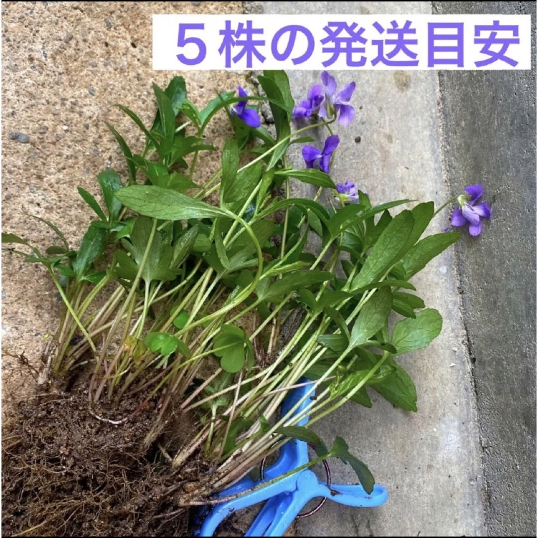 A②☘️可憐な自然のスミレ☘️根付き株☘️超初心者向け☆ ハンドメイドのフラワー/ガーデン(プランター)の商品写真
