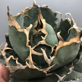 アガベ 多肉植物 チタノタ 白い幽霊 極上美株の通販|ラクマ