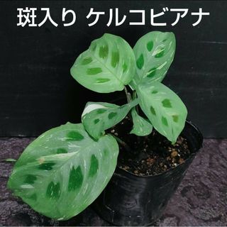 ① 斑入り ケルコビアナ マランタ レウコネウラ(その他)