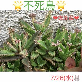 多肉植物❤︎不死鳥❤︎抜き苗♪(その他)