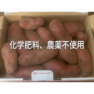 ノーザンルビー　箱込み約1.3kg(野菜)