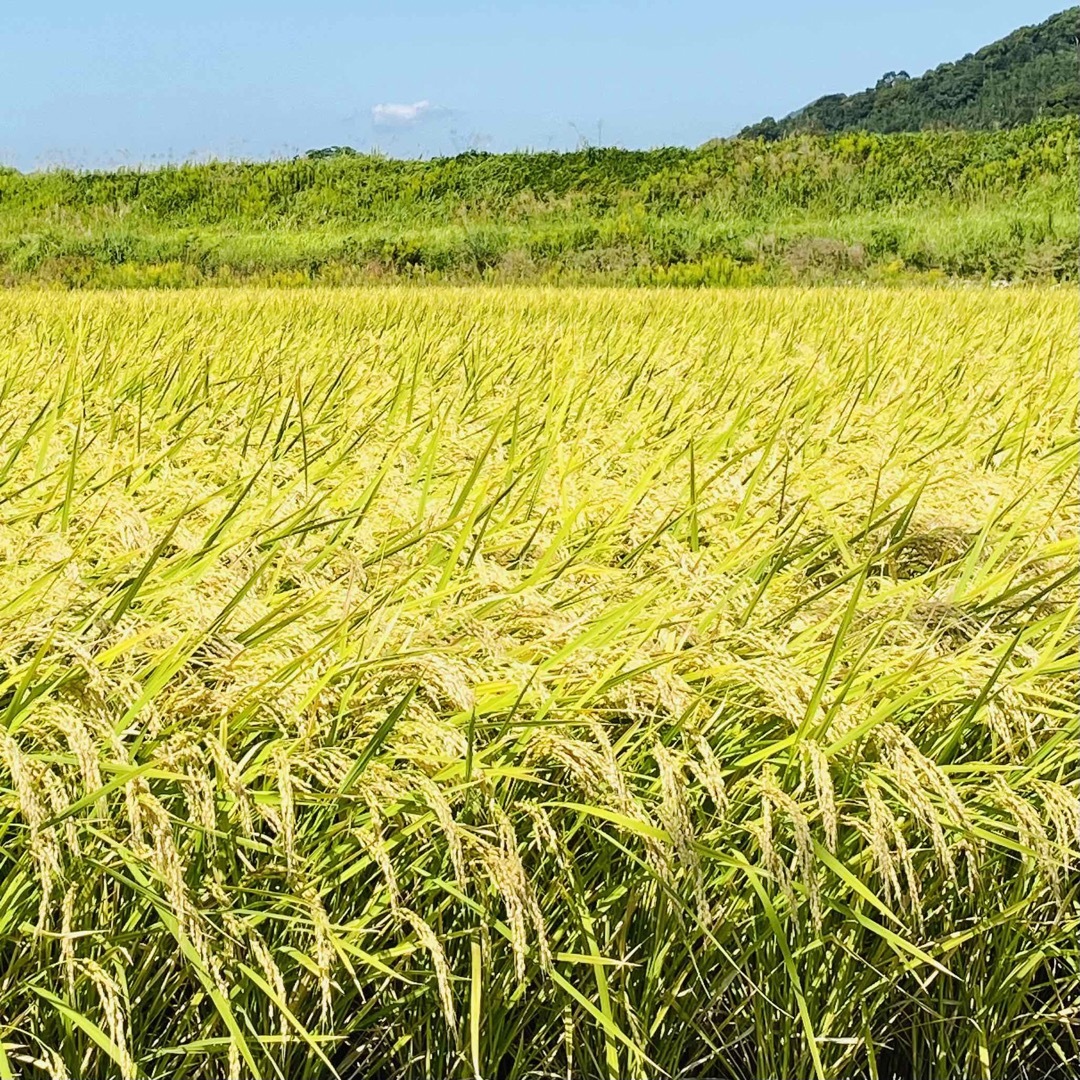 令和4年度産・特A評価！農家直送の米 さがびより・20キロ - 米/穀物